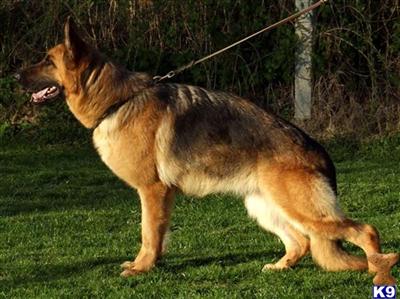 Dogs - German Shepherd